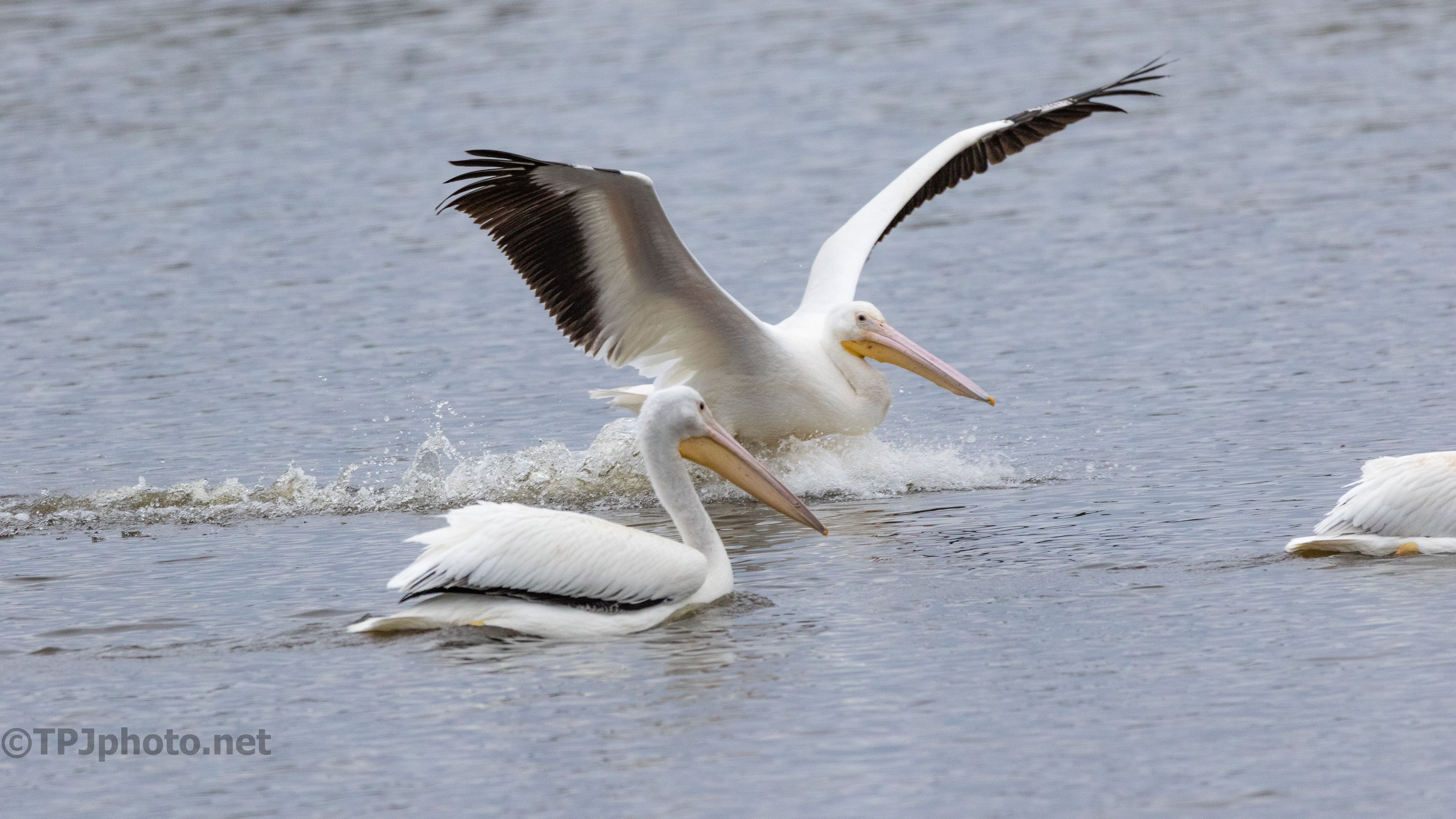 Sliding Into The Group, Pelican - click to enlarge