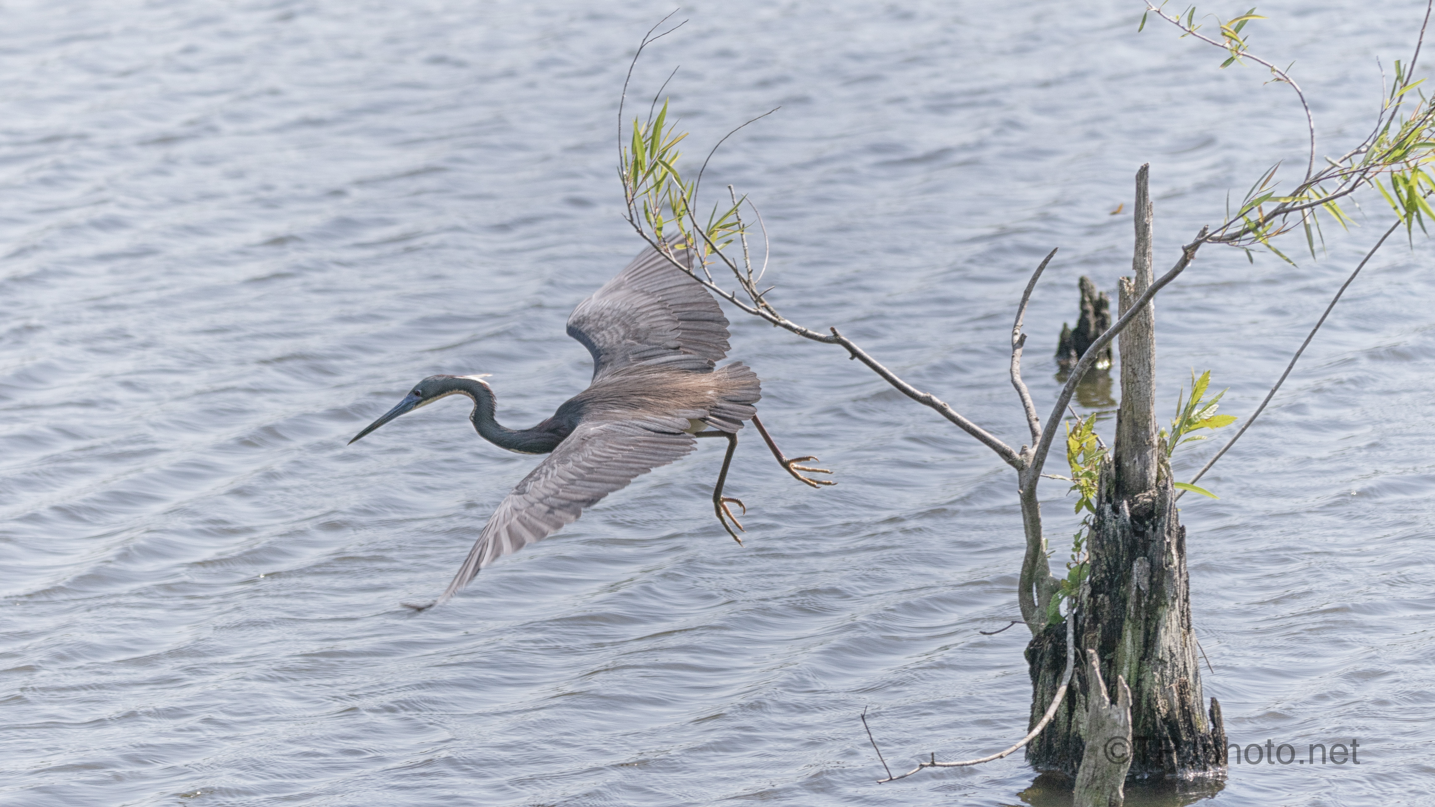 Quick Snatch, Tricolored Heron