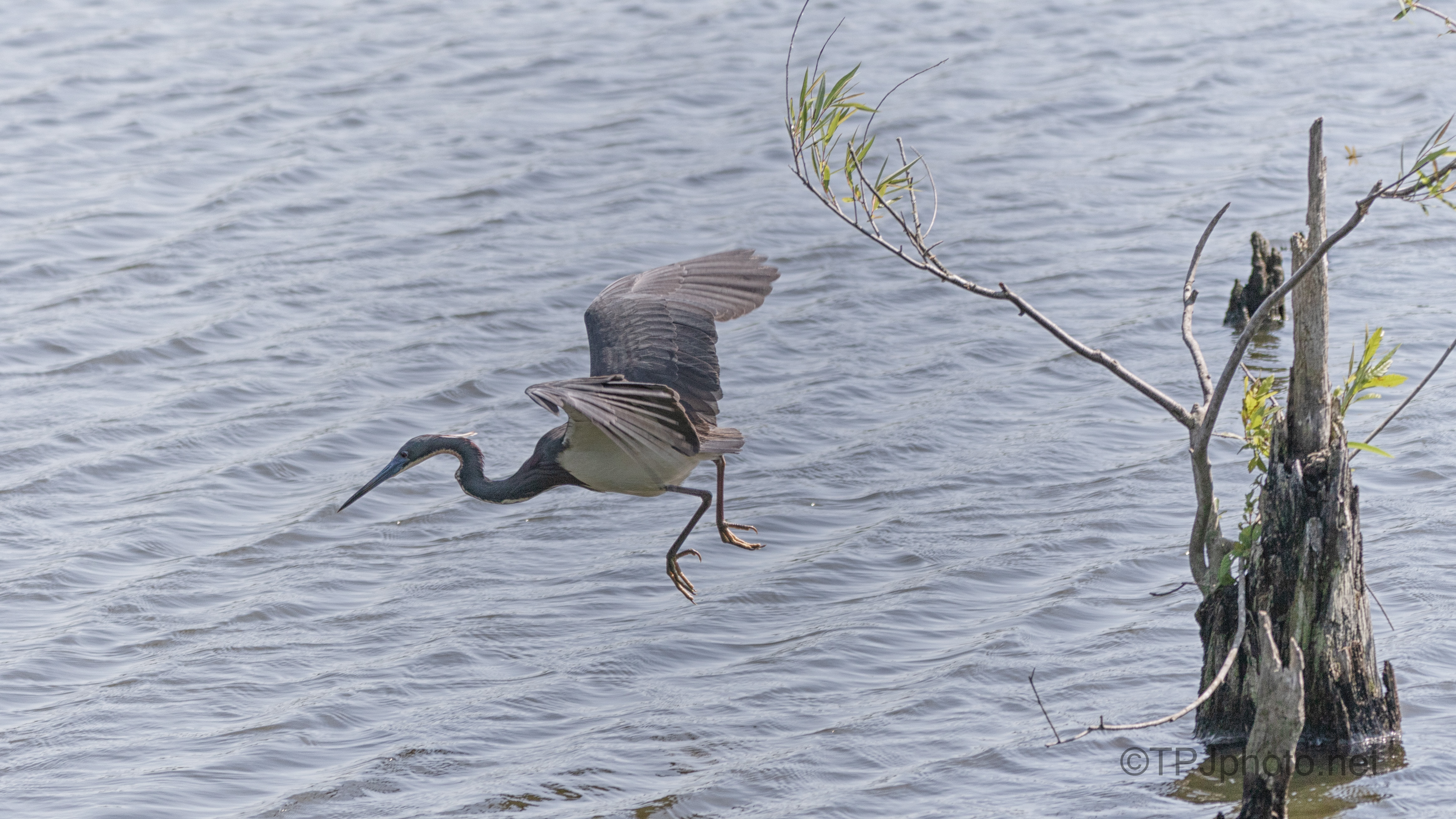 Quick Snatch, Tricolored Heron