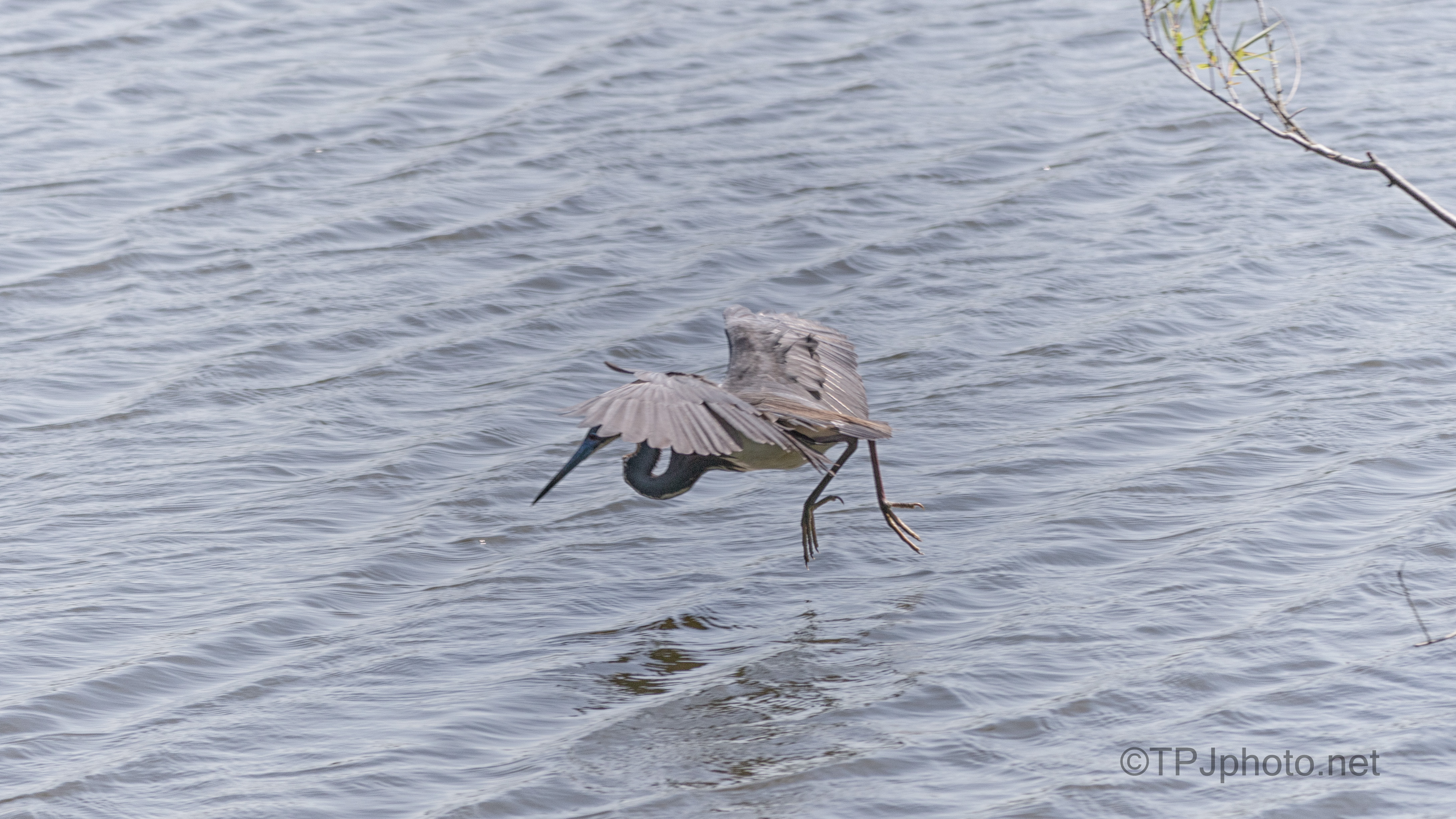 Quick Snatch, Tricolored Heron