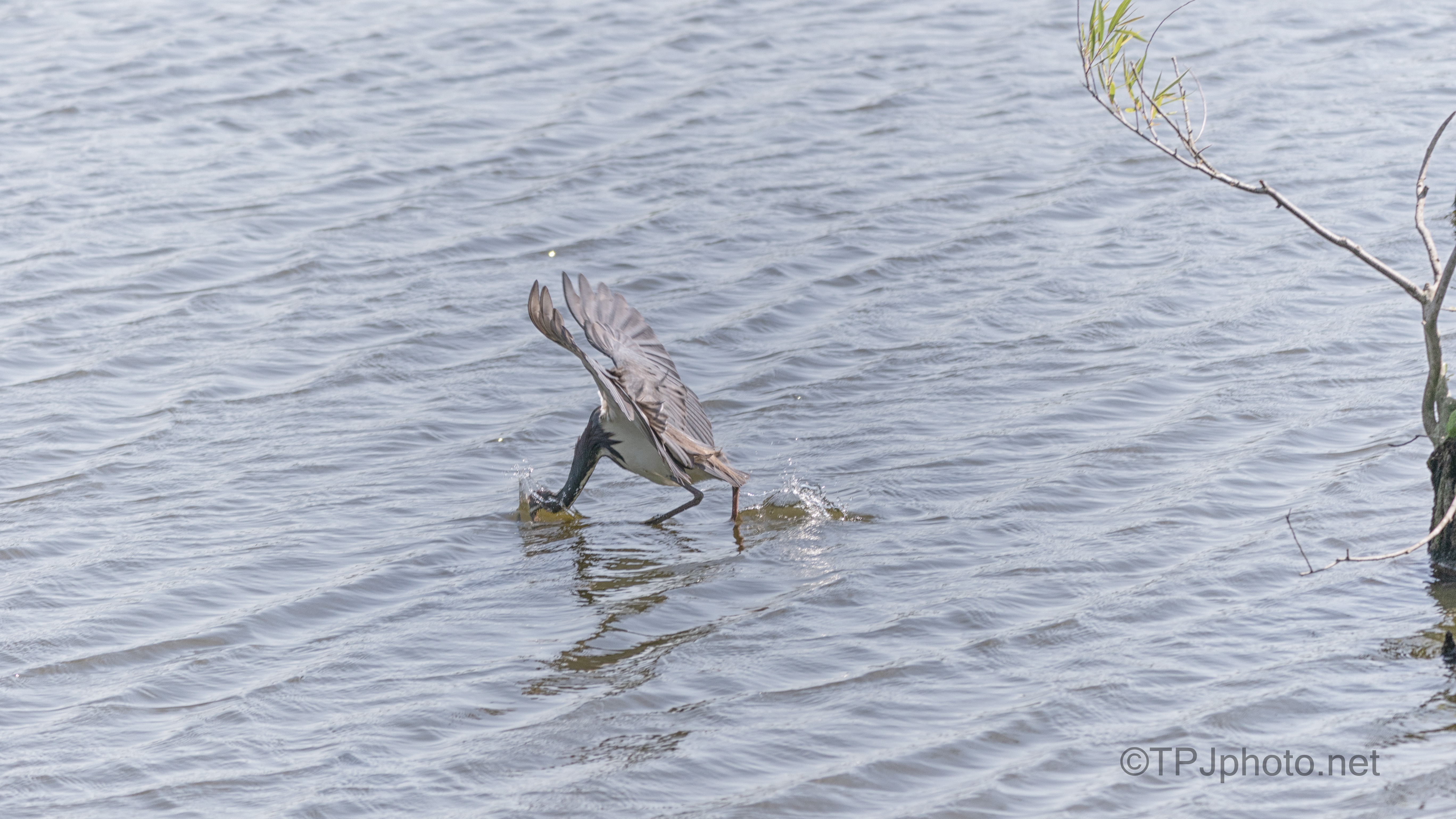 Quick Snatch, Tricolored Heron