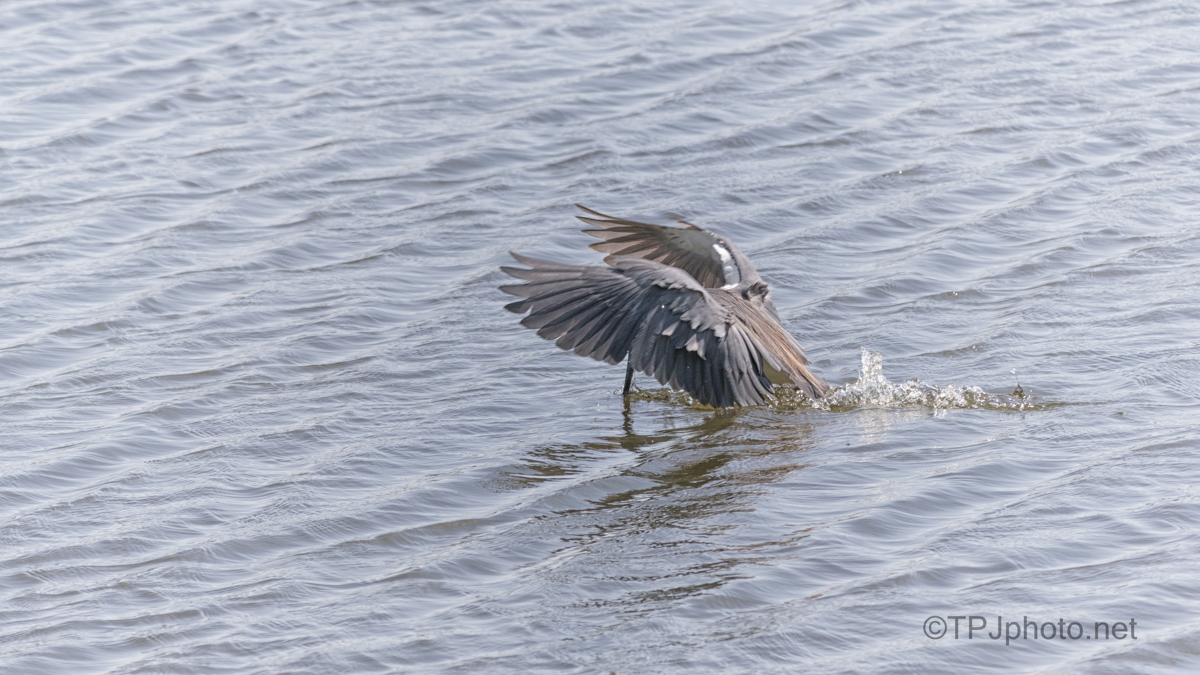 Quick Snatch, Tricolored Heron