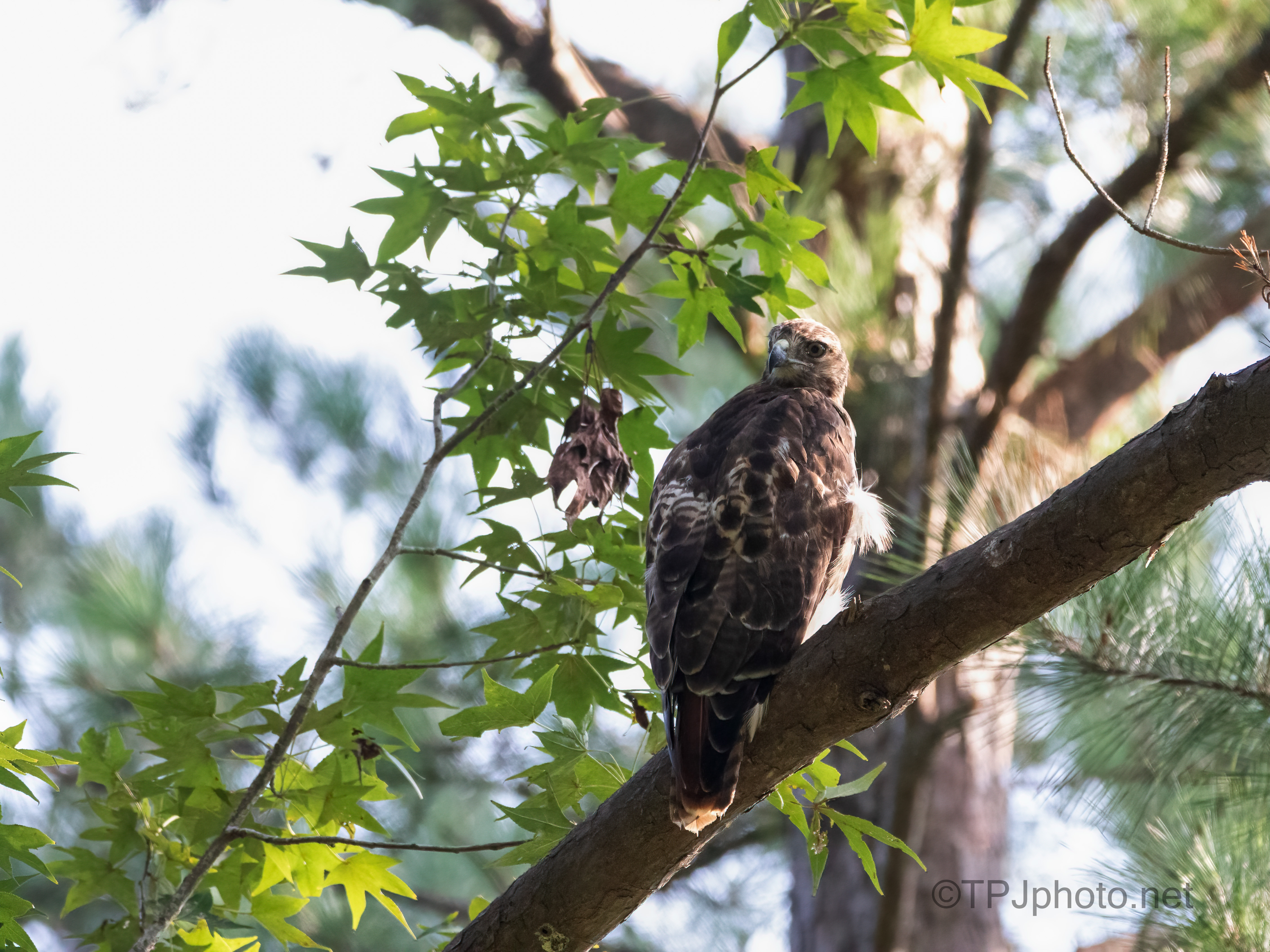 Red-tailed Hawks