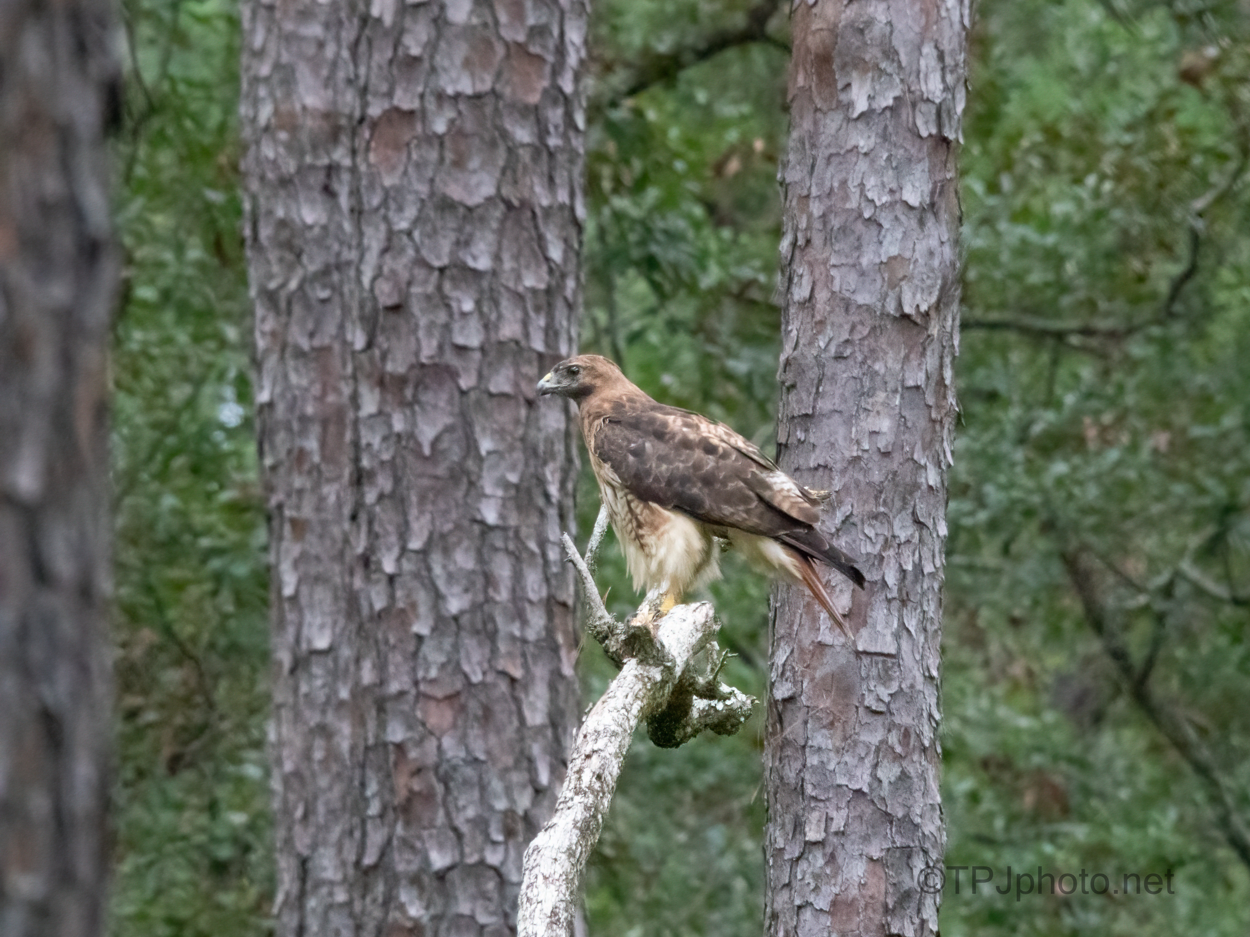 Red-tailed Hawks