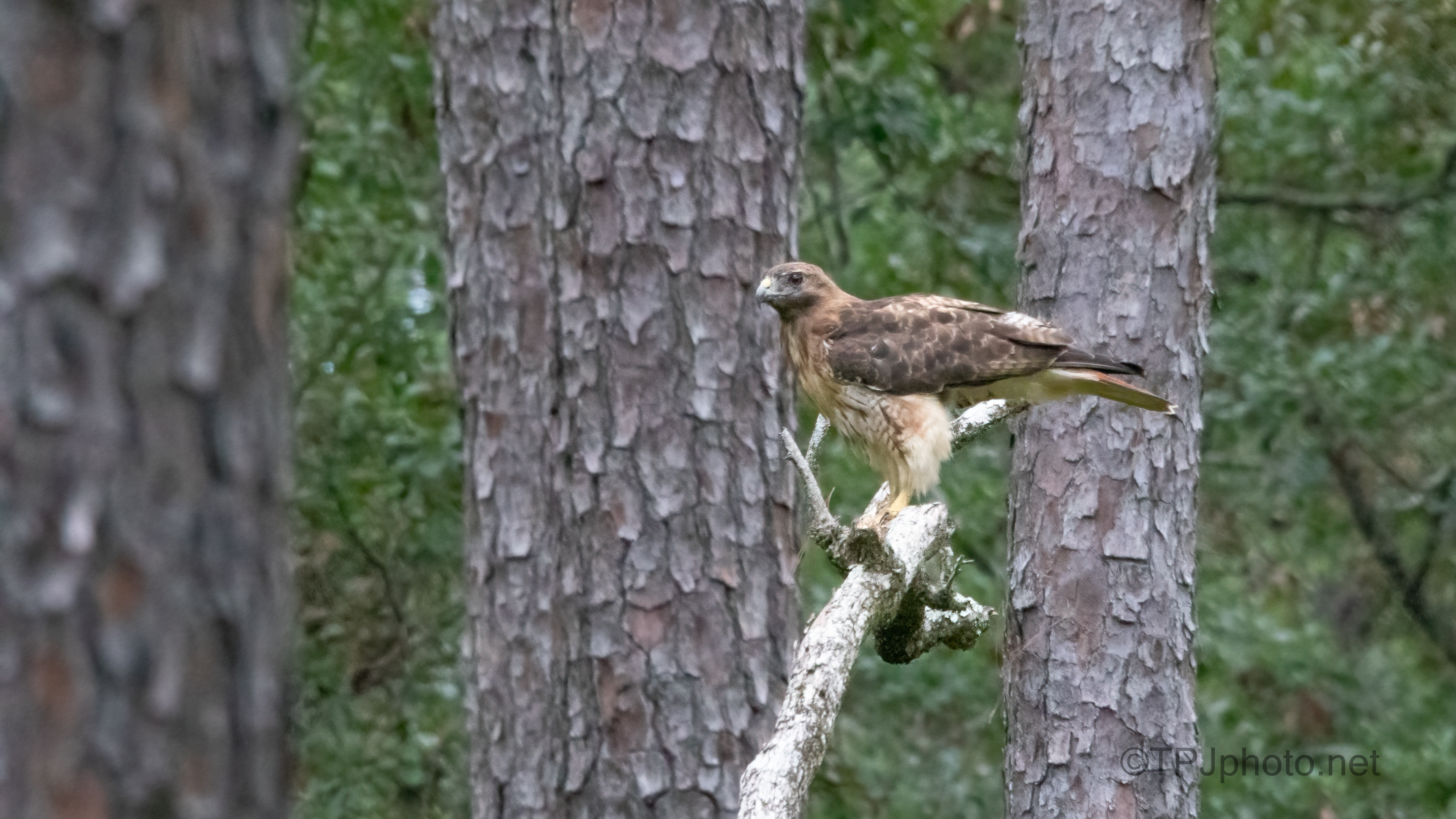 Red-tailed Hawks