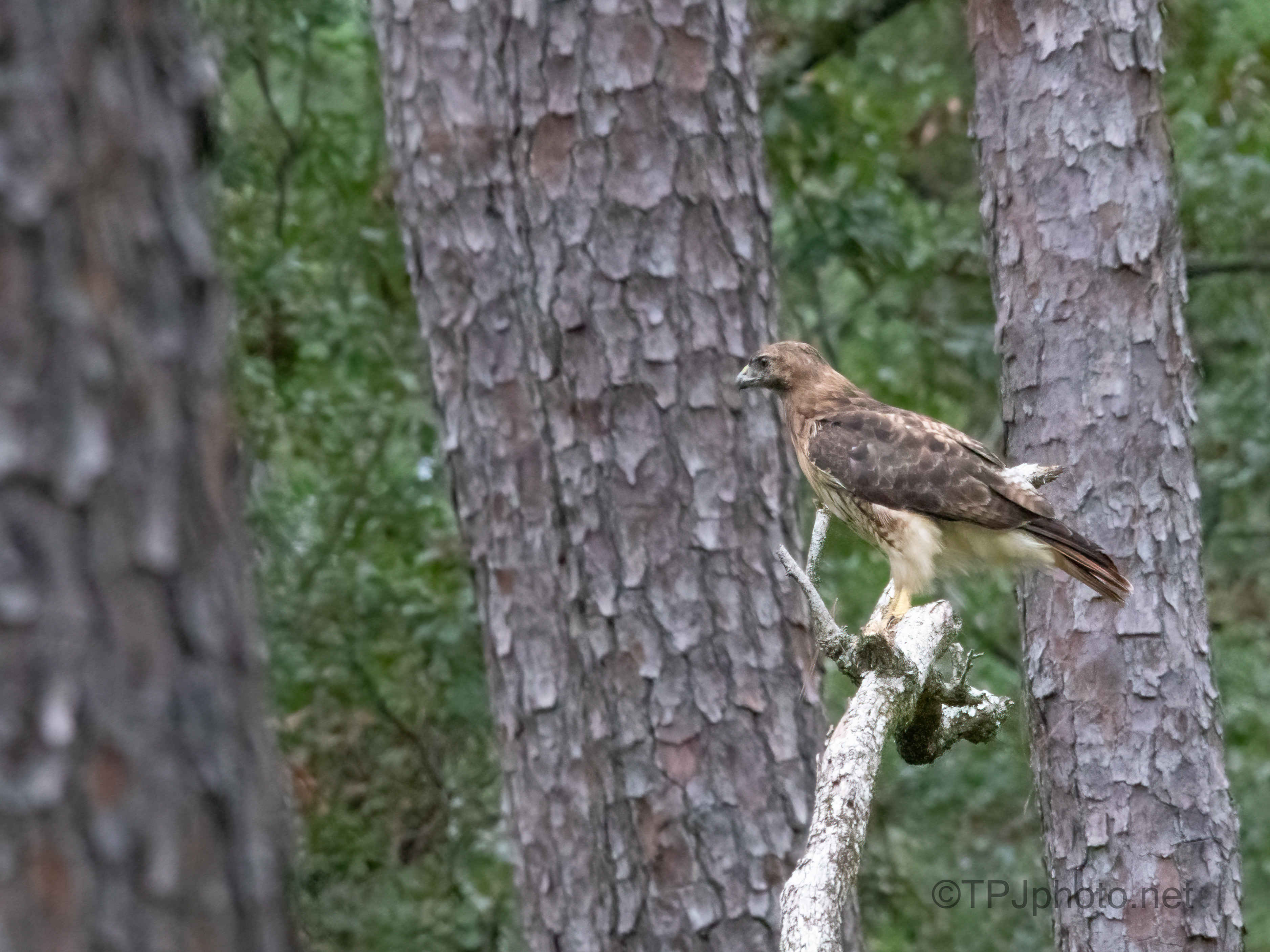Red-tailed Hawks