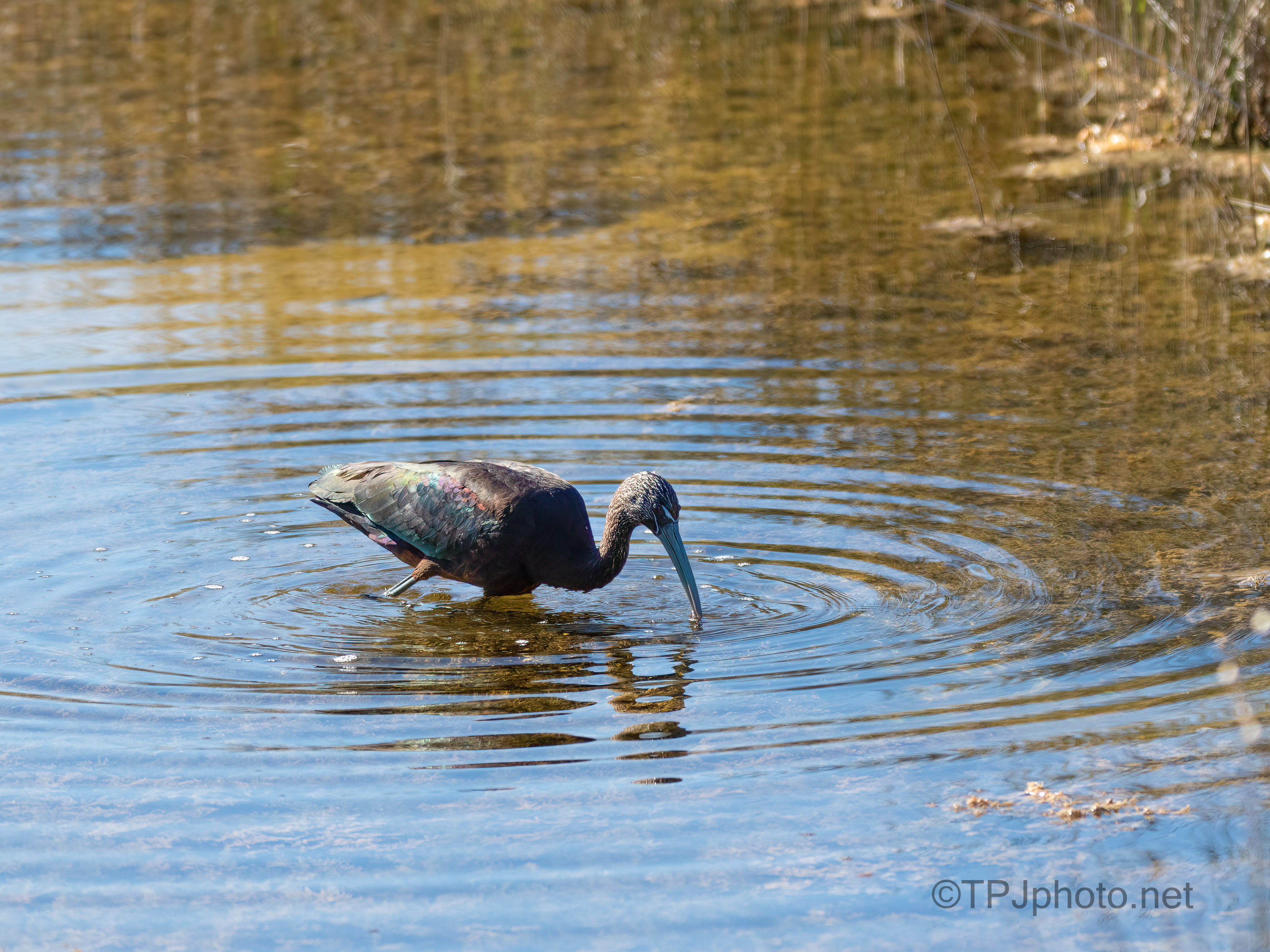 Glossy Ibis Fishing