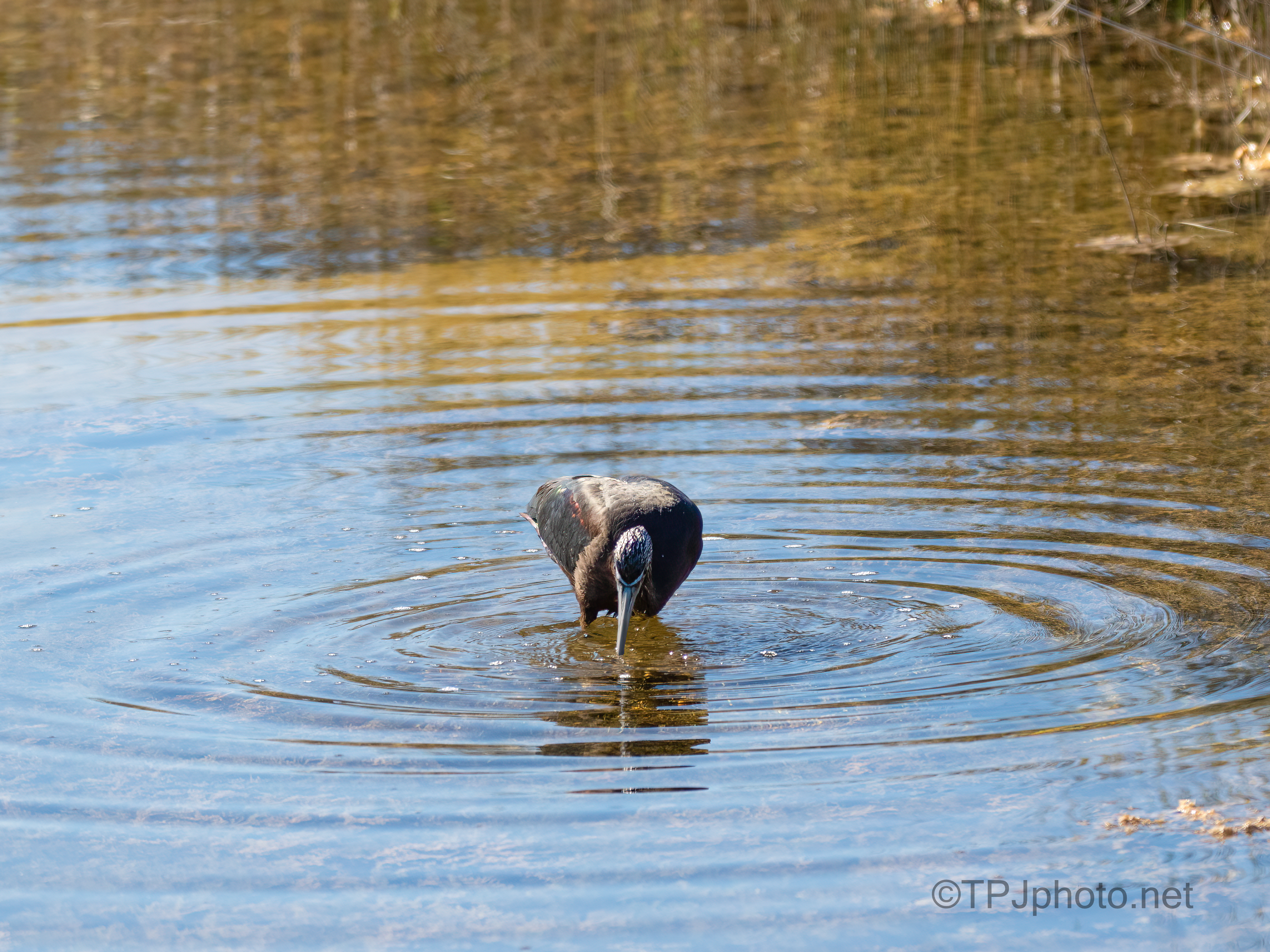 Glossy Ibis Fishing