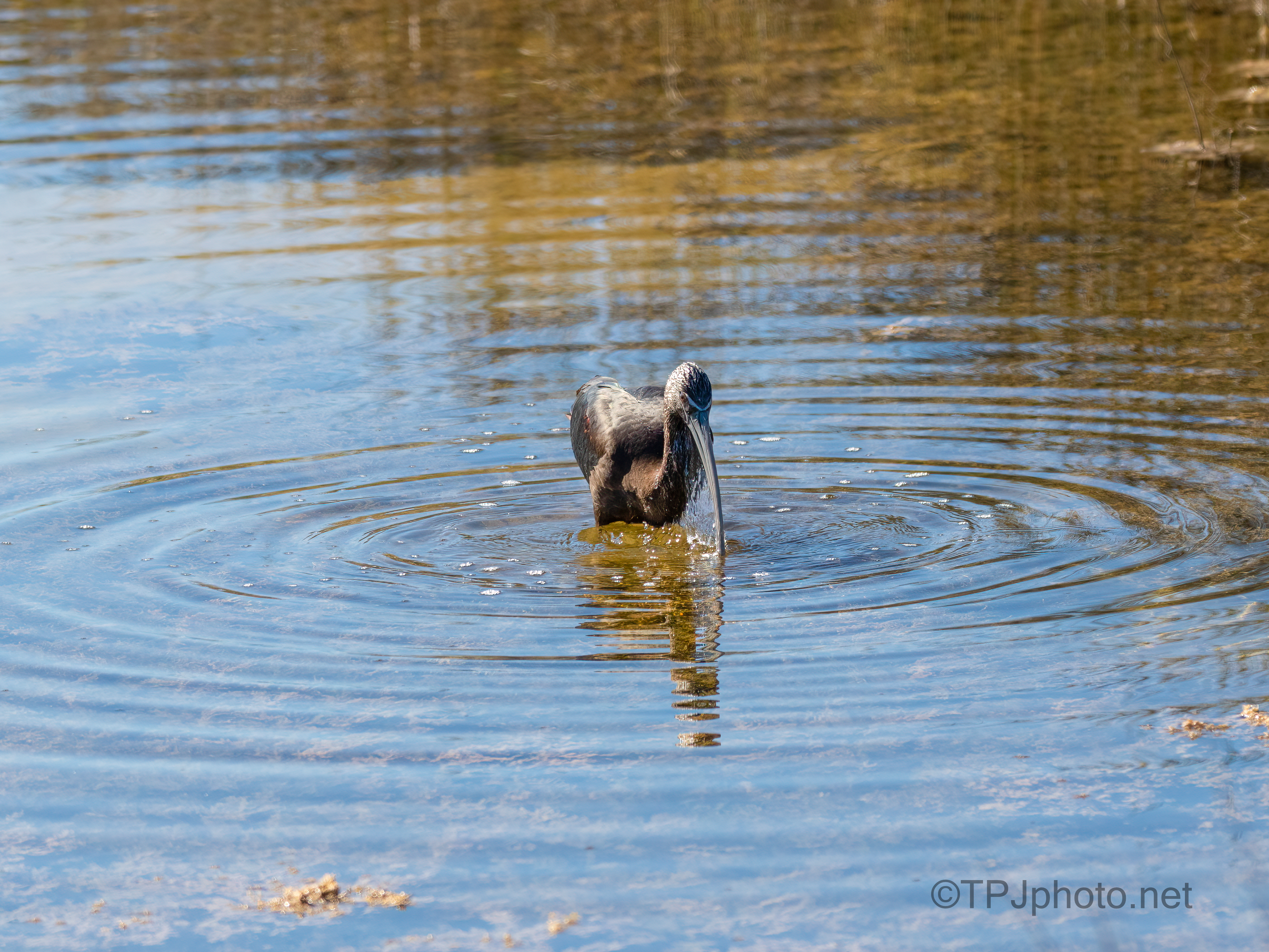 Glossy Ibis Fishing