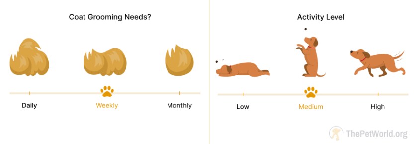 Dog grooming weekly- activity level medium