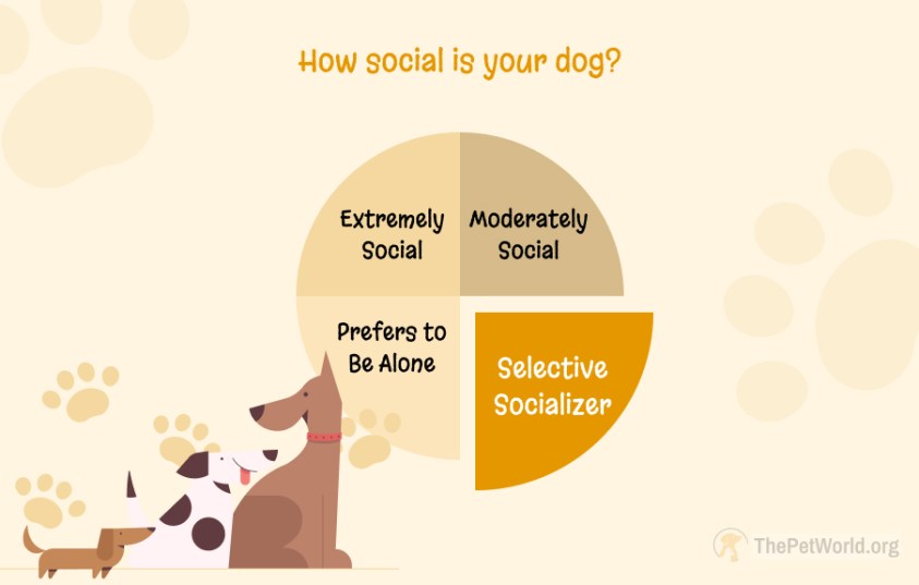 Dog Personality-Selective Socializer