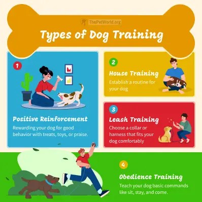 How To Train Your Dog – Top 10 Dog Train