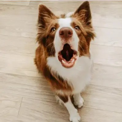 How to Train a Dog to Stop Barking