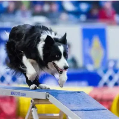 Dog Agility Training