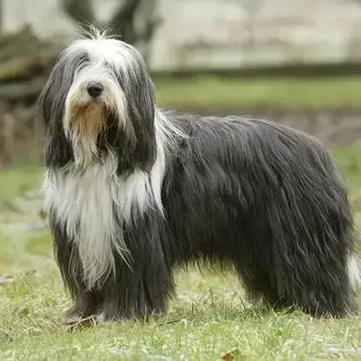 Bearded Collie