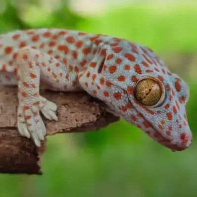 Tokay Gecko
