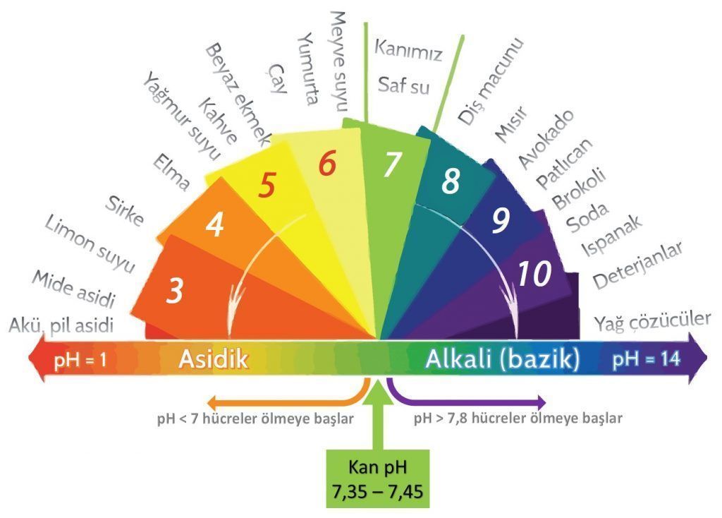 Asidik ve bazik yiyecekler nelerdir?