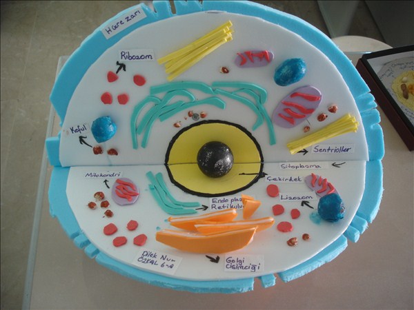 3d Hayvan Hucresi Modeli Hayvan Yerler Egitim