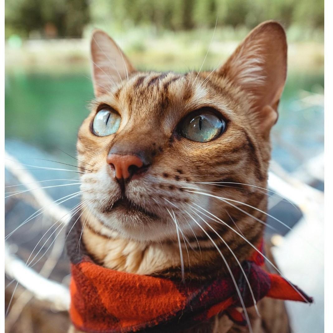 Kedi Sayfa 1 Dunya Sozluk