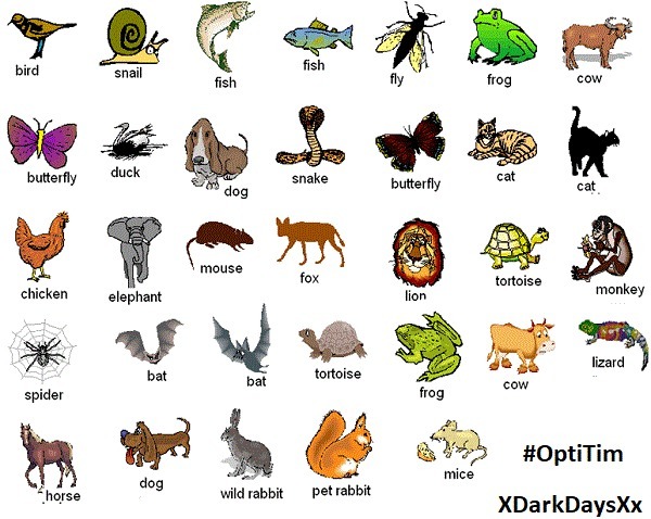 Ingilizce Hayvanlar Resimli Butun Hayvanlar