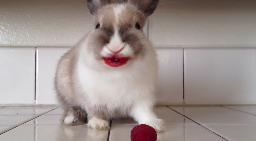 Video of a bunny eating raspberries has been watched over 15 million