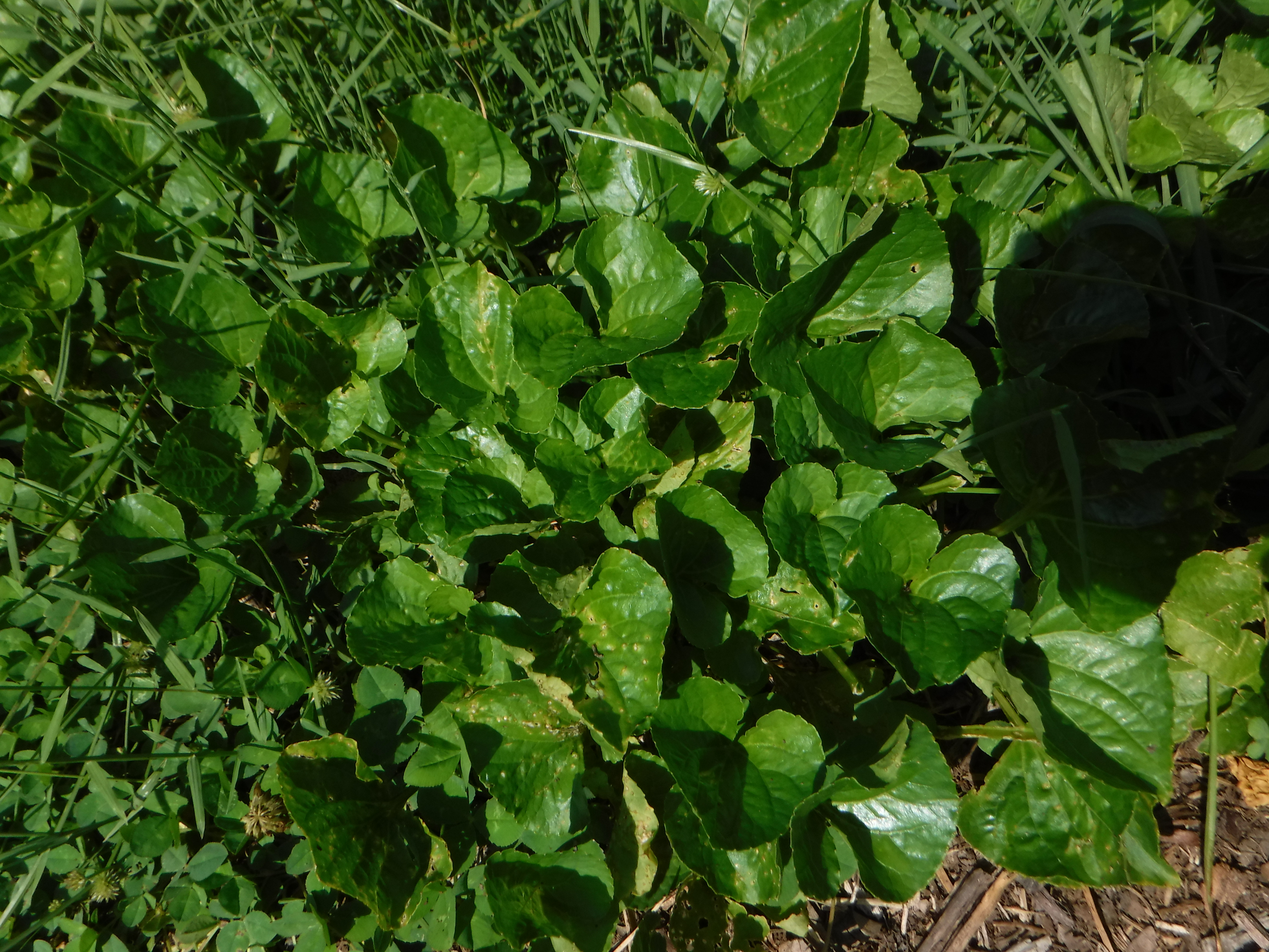 Violet (Violacea Viola spp.)