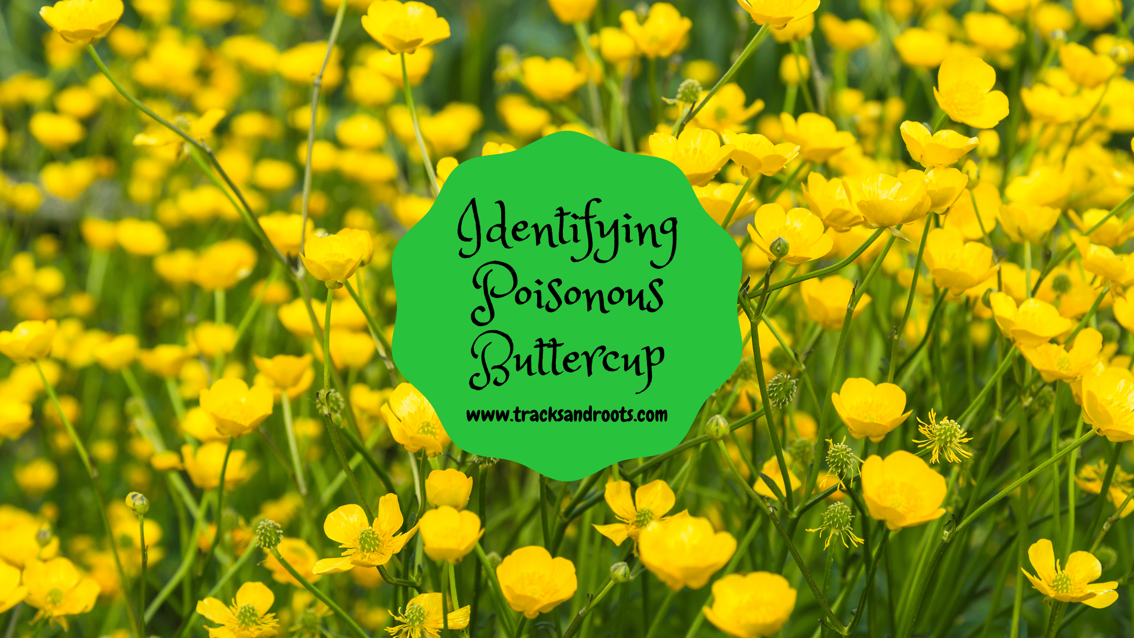 Identifying Poisonous Buttercup Tracks and Roots