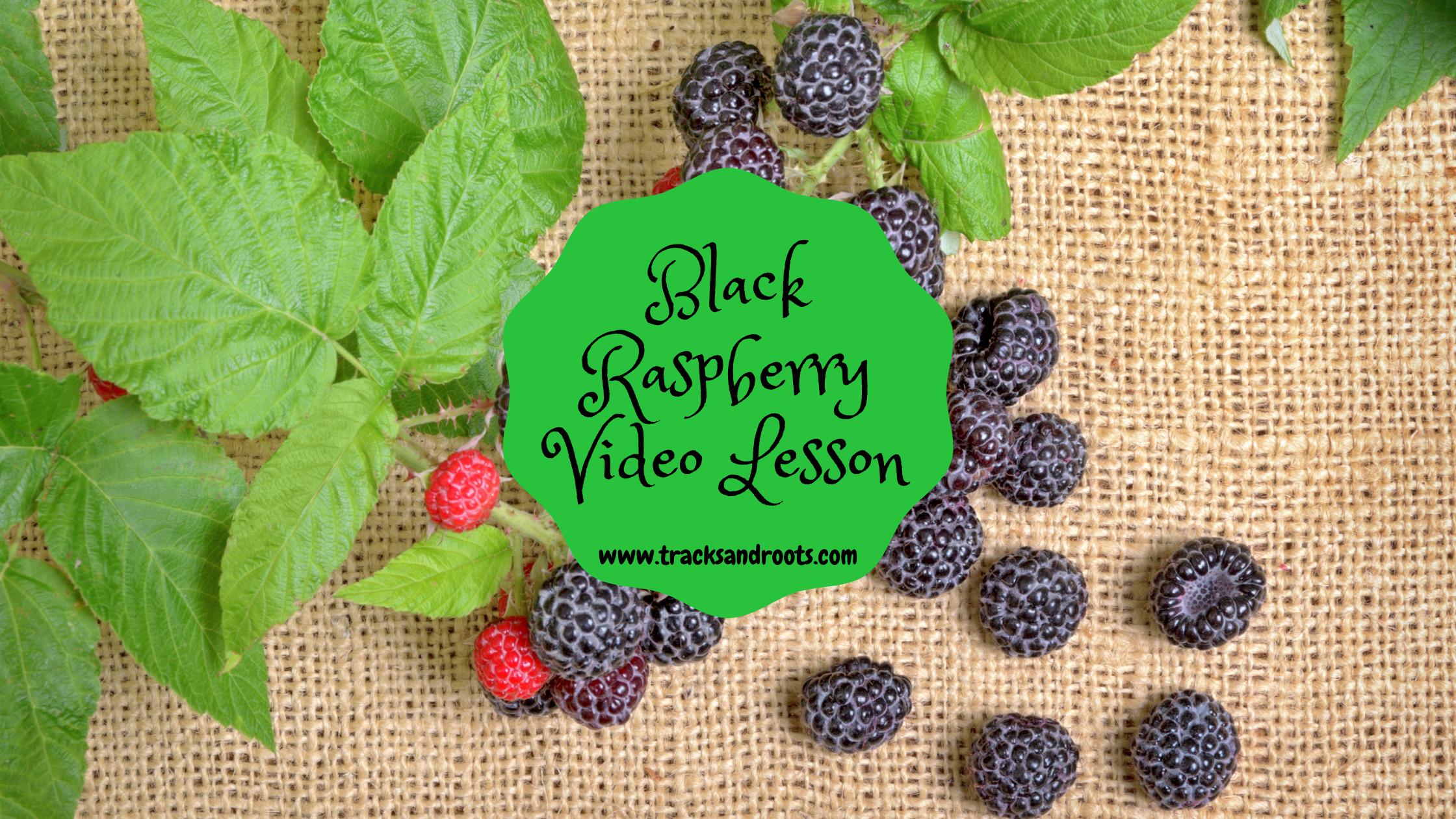 Black Raspberry Video Lesson