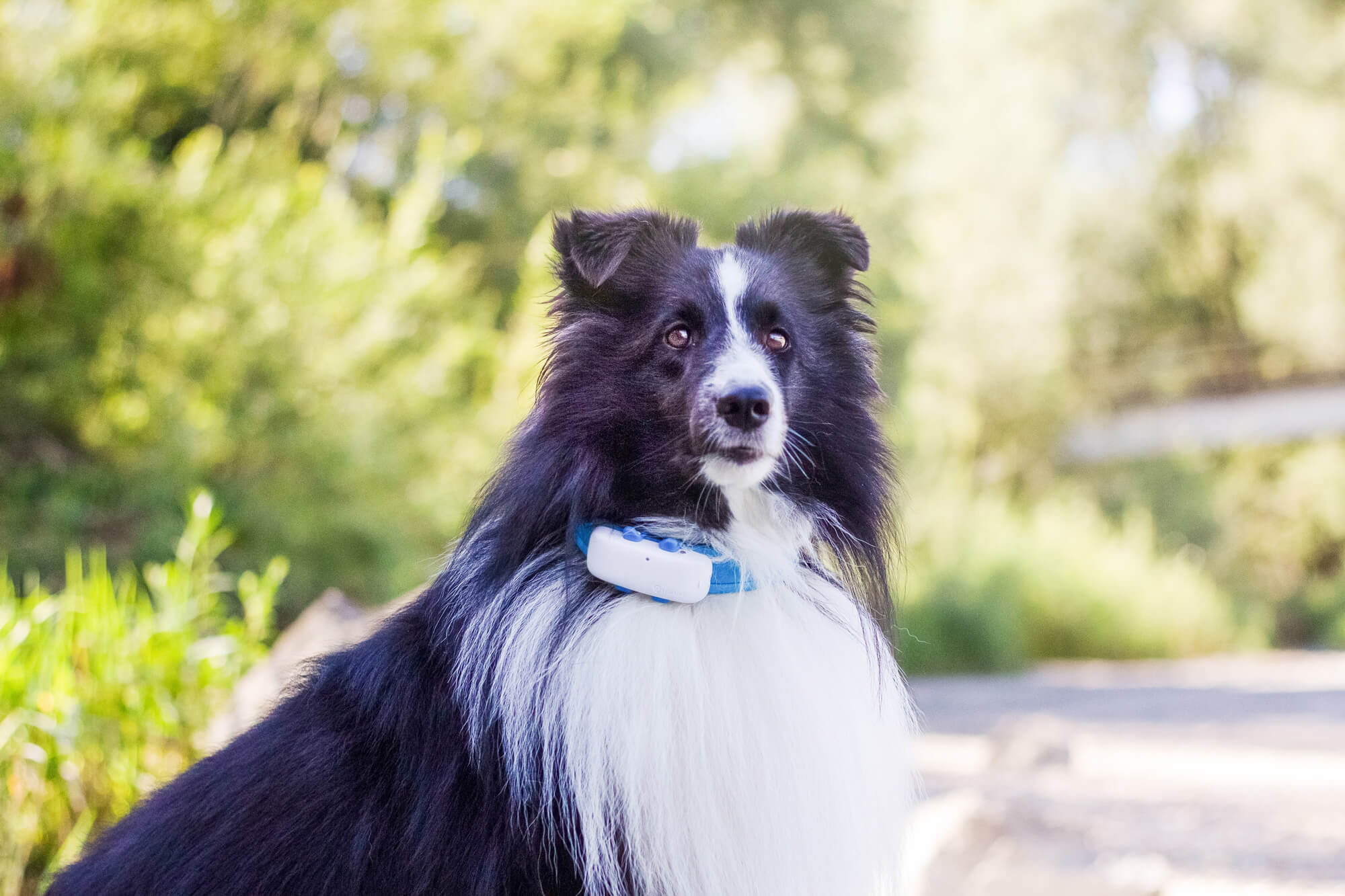 What can microchips and gps . Dog Tracker Chip What Are Dog Microchips Vs Gps Trackers Tractive Blog
