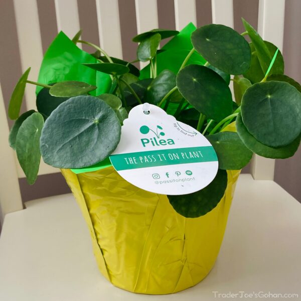 トレジョ 観葉植物ピレア Trader Joe's Plants Pilea | トレジョを試し