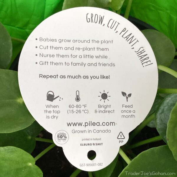 トレジョ 観葉植物ピレア Trader Joe's Plants Pilea | トレジョを試し