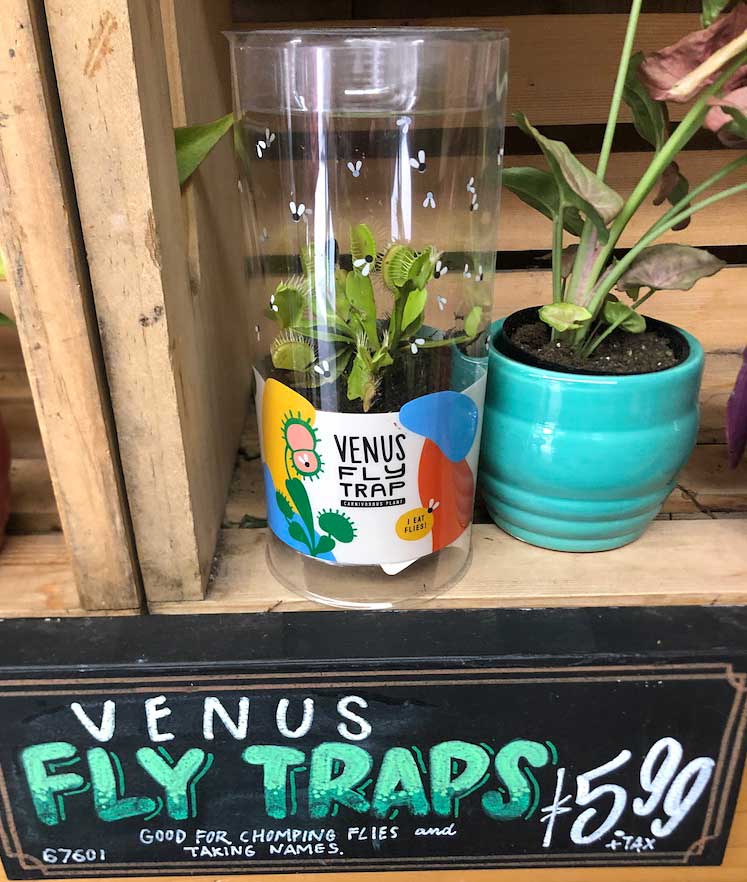 venusflytrap1.jpg?ssl=1