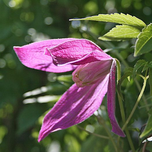 'Ruby'