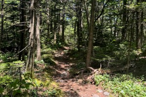 Evergreen Forest Appalachian Trail