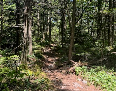 Evergreen Forest Appalachian Trail