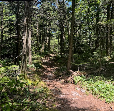 Evergreen Forest Appalachian Trail