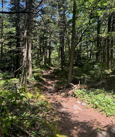 Evergreen Forest Appalachian Trail