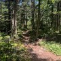 Evergreen Forest Appalachian Trail
