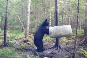 Bears eating the food in Baxter State Park, Maine.