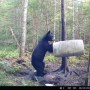 Bears eating the food in Baxter State Park, Maine.