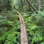 Appalachian Trail Maine bog boards