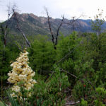 Red Ridge Loop trail