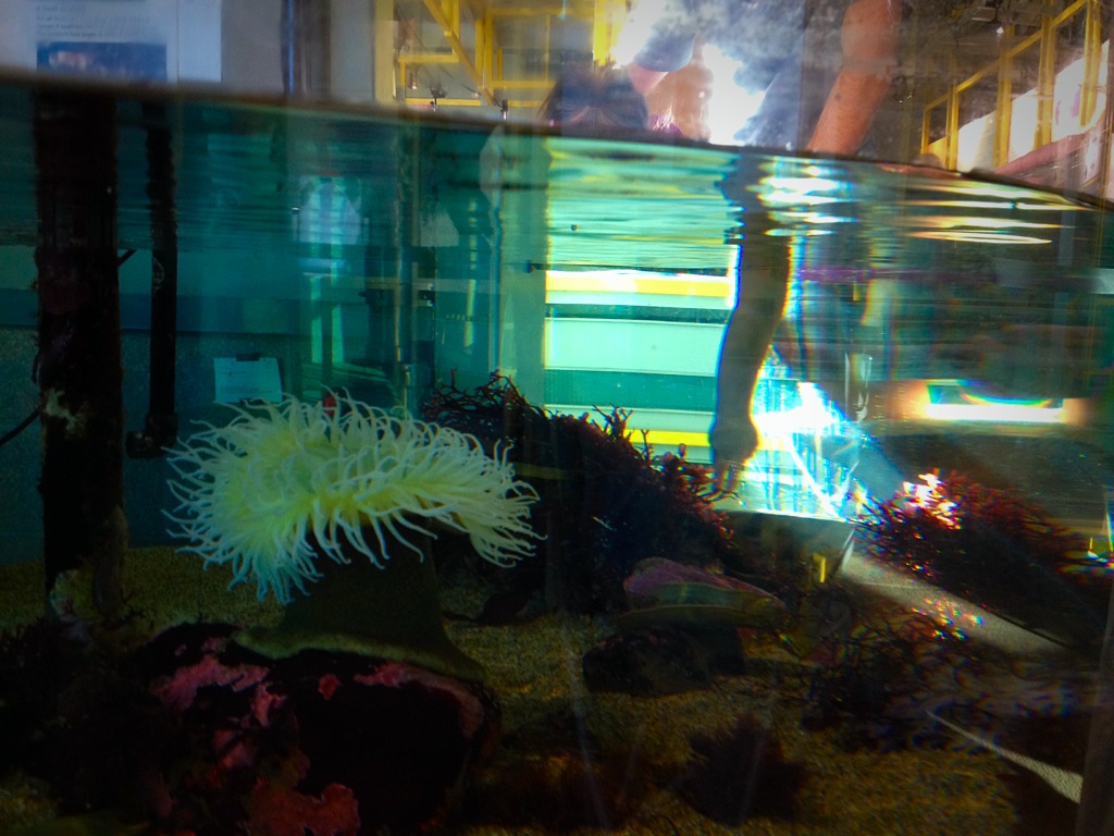 Guient Green Anemani/ Petting SwellSharks