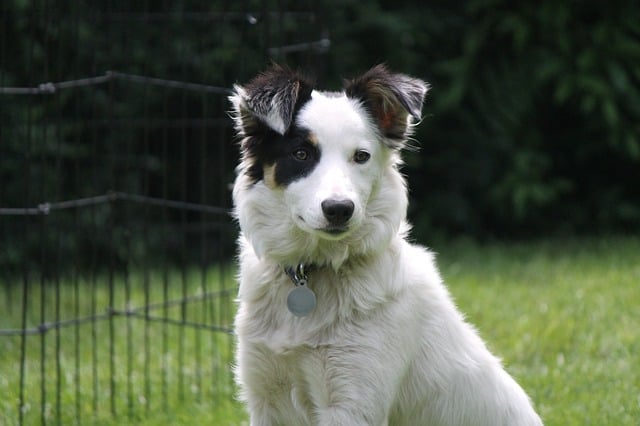 Are Border Collies Good For First Time Owners Training Buster