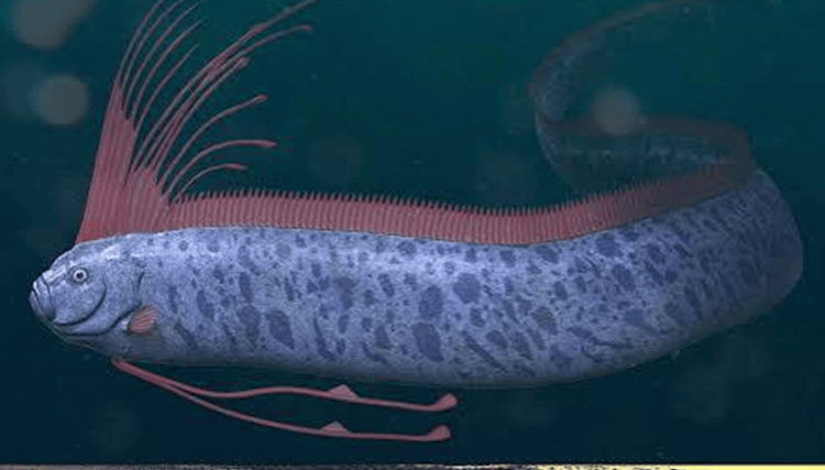 Can the Oarfish Predict Earthquakes and Tsunamis?
