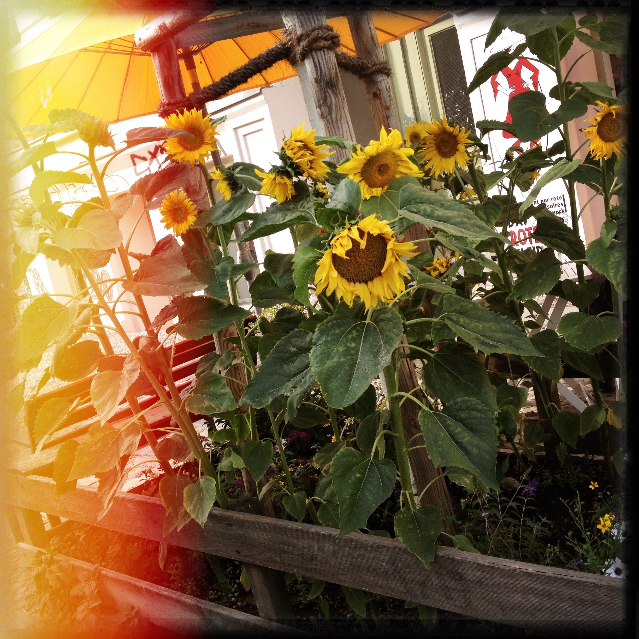 IMG_2995