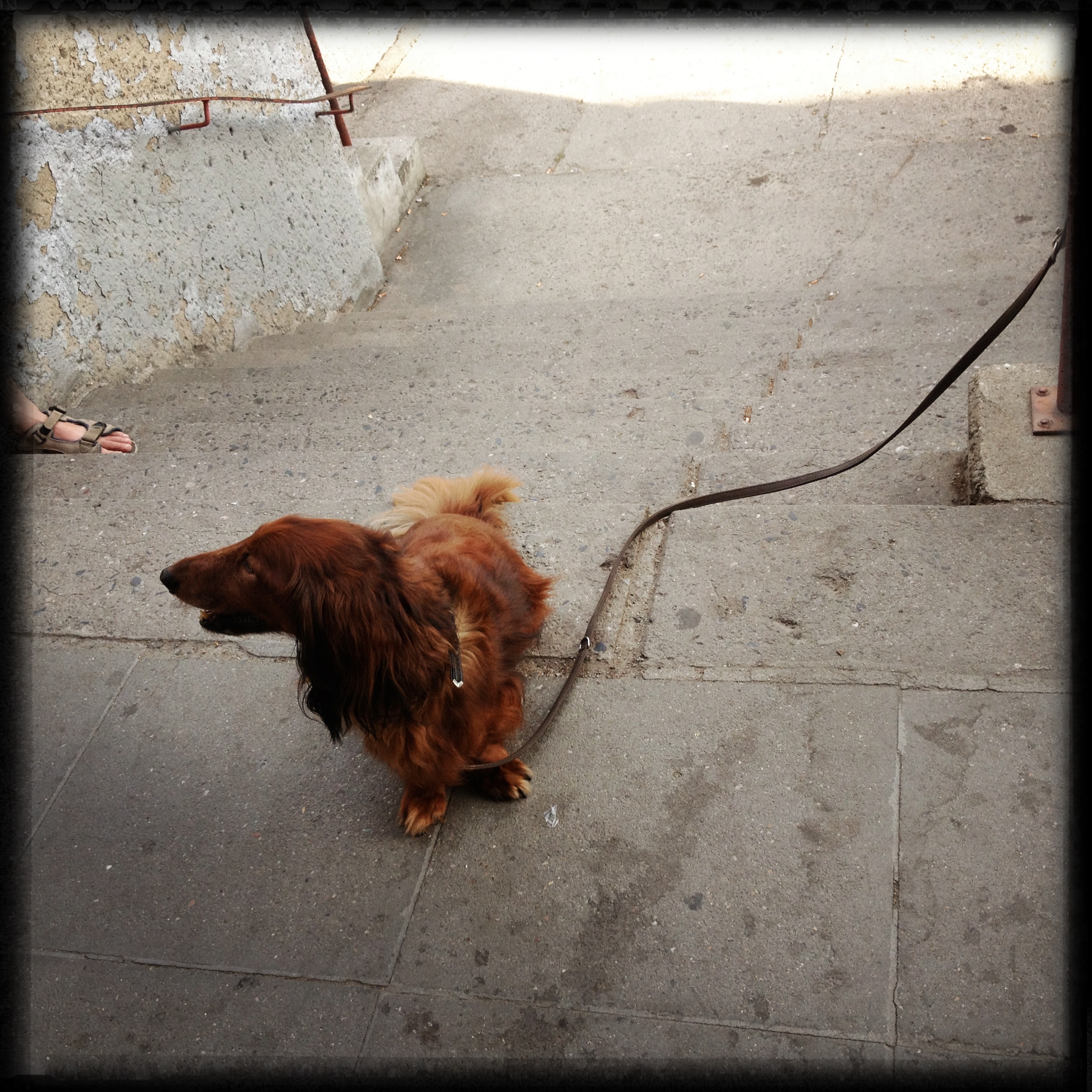 Such a dog friendly city.