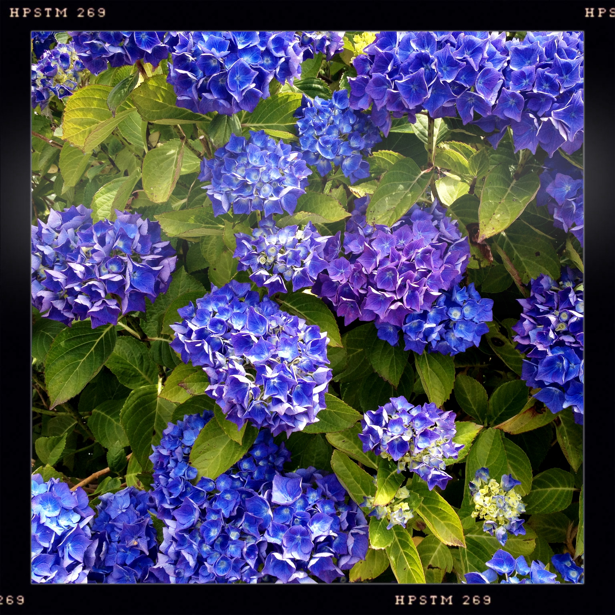 These hydrangeas were really this colour.