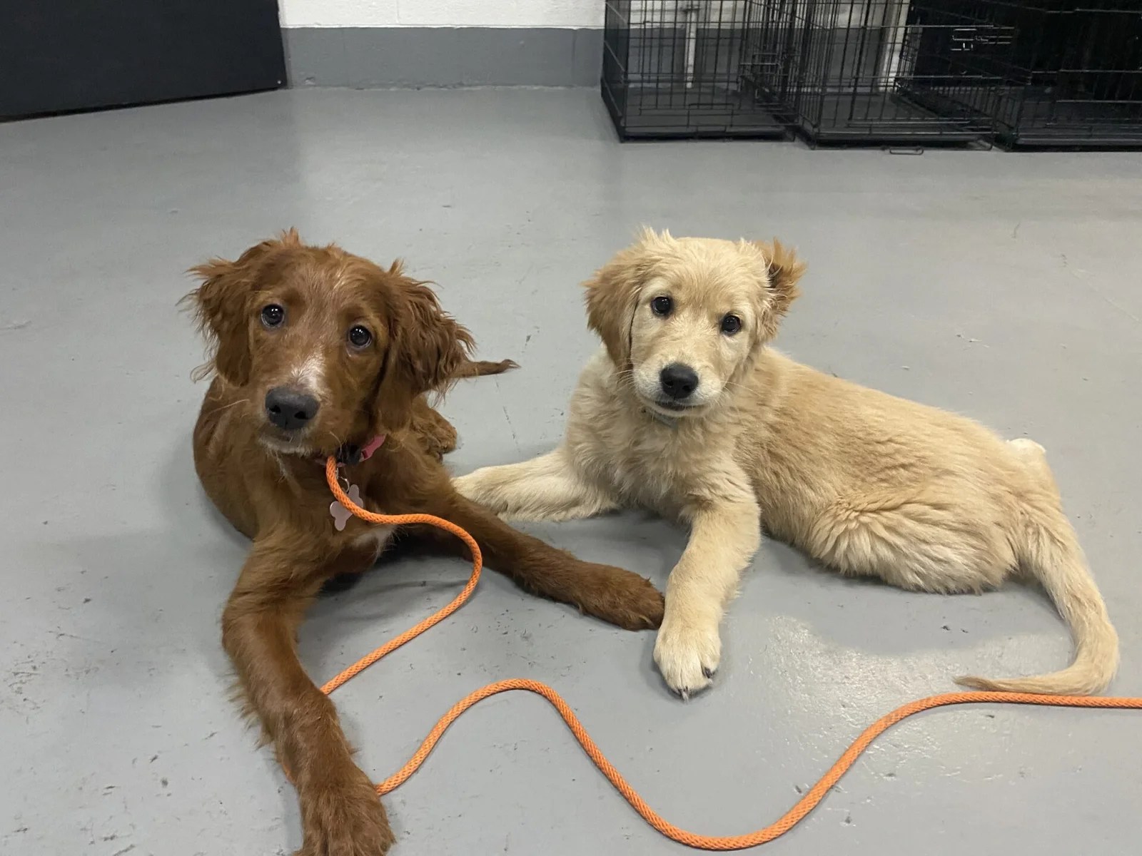 "Persephone, an Irish Doodle with a reddish-brown coat, and Ellie M, a Golden Retriever puppy with a light golden coat, lying side by side on a gray floor in a daycare setting. Both puppies are connected by an orange leash, and the background includes black metal crates, emphasizing the structured and safe environment of small group daycare activities.