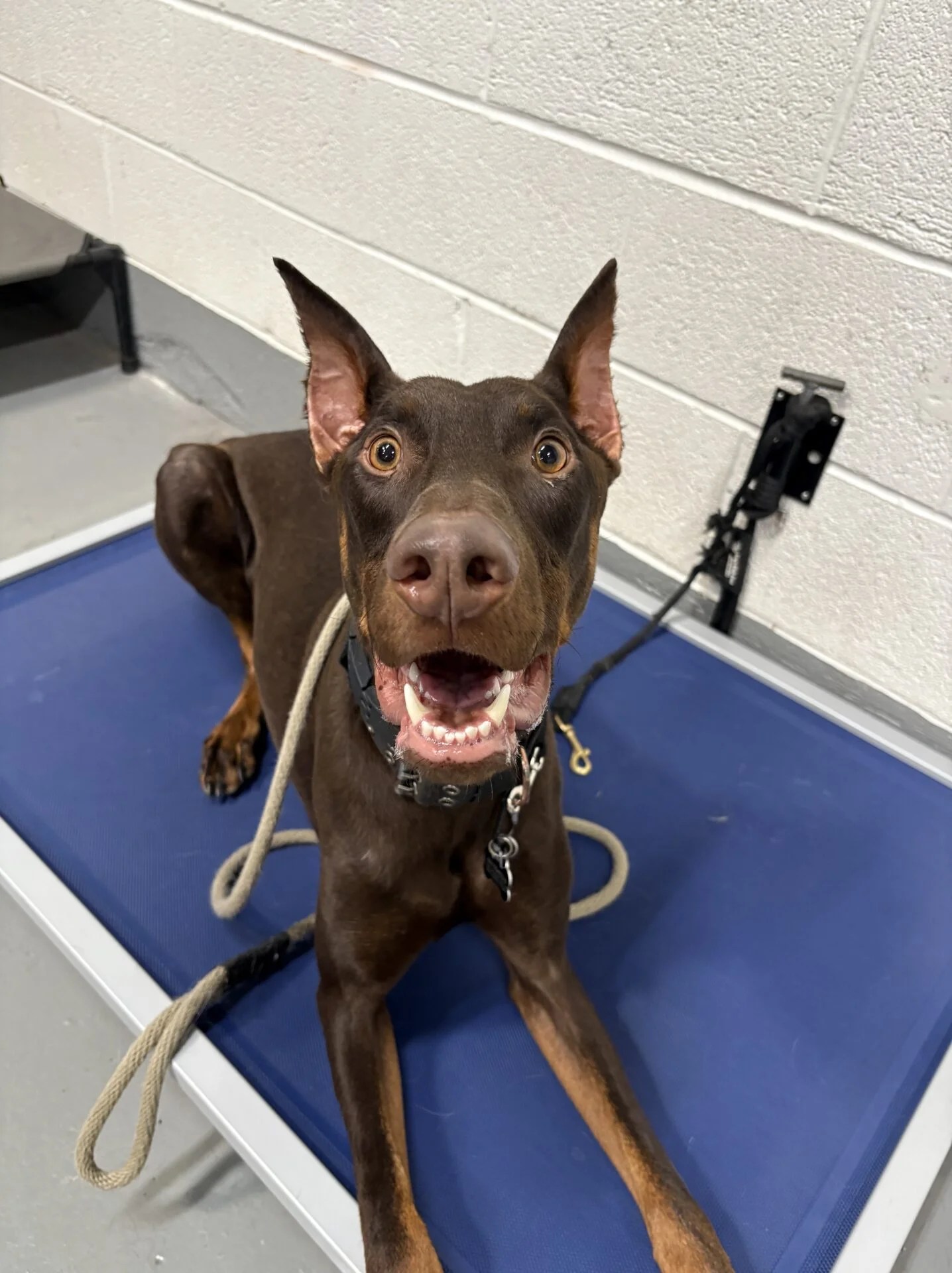doberman